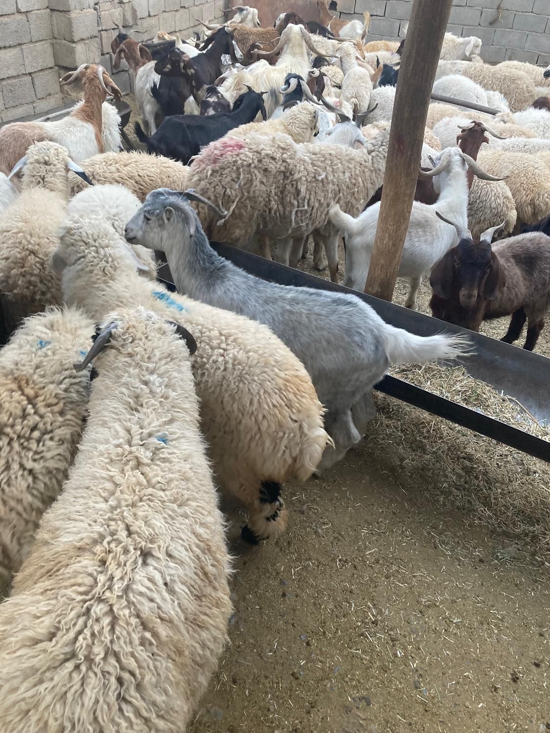 انواع گوسفند محلی چاق ( دام زنده ) + قصاب|حیوانات مزرعه|کرمان, |دیوار