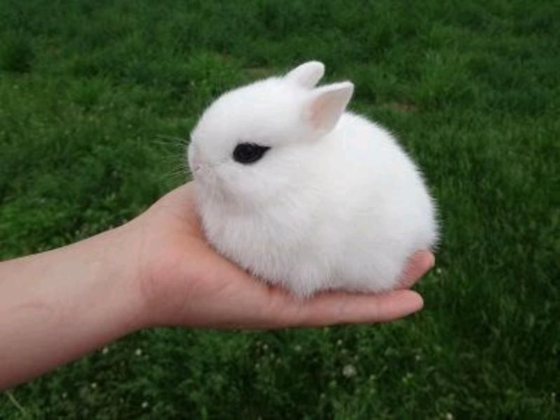 پانسیون نگهداری فروش لوپ مینیاتوری خرگوش|موش و خرگوش|اصفهان, بیدآباد|دیوار