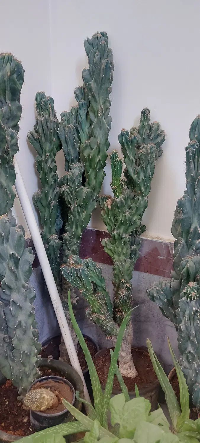 کاکتوس صخره ای ۳۰ ساله|گل و گیاه طبیعی|تهران, نازی‌آباد|دیوار