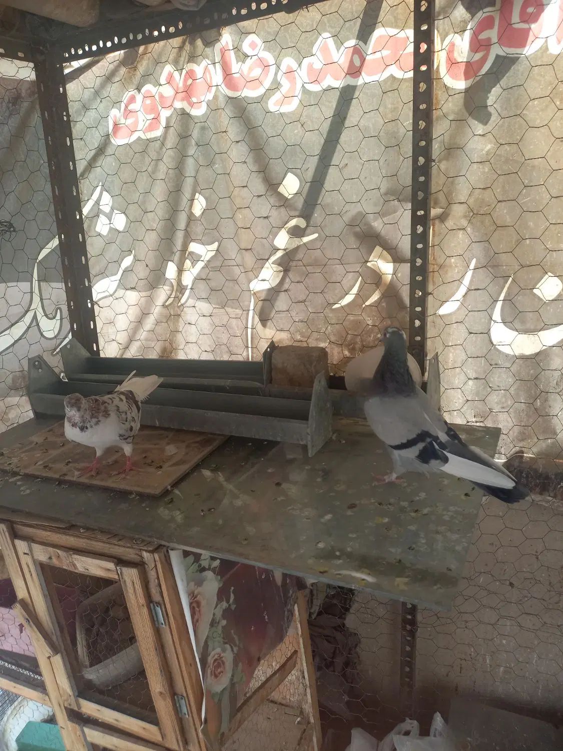 کفتر|پرنده|تهران, سلیمانی|دیوار