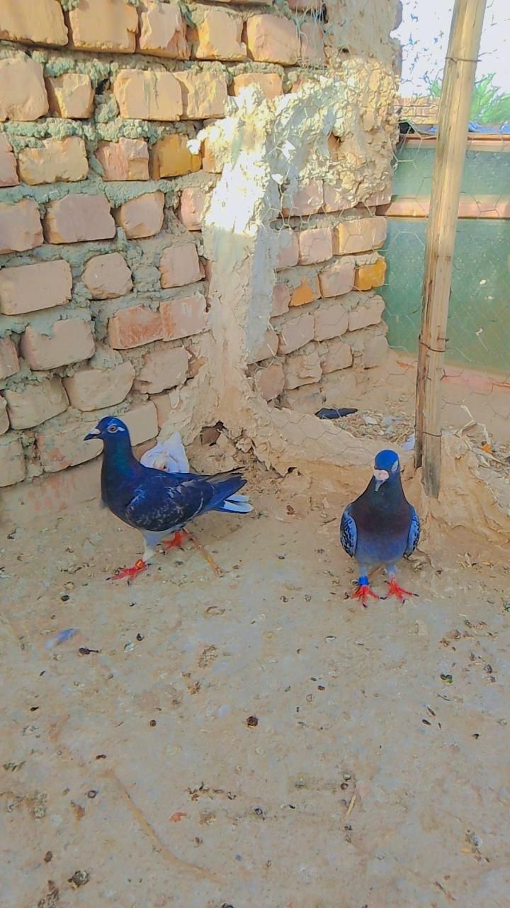 کبوتر پلاکی مسافتی|پرنده|سراوان, |دیوار