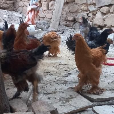 خروس برهما|حیوانات مزرعه|تهران, بریانک|دیوار