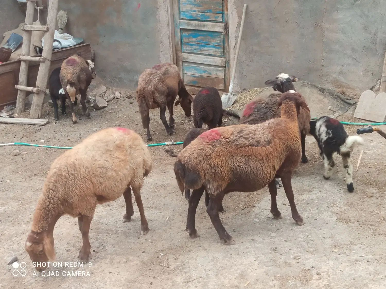گوسفنددامازلق پنج عددجوان وبره دار وپرشیر|حیوانات مزرعه|تبریز, |دیوار