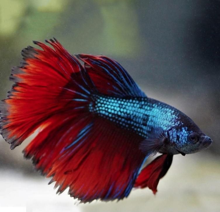 فایتر نژاد(قابل نگهداری در تنگ و ظرف بامبو)|ماهی|قم, هنرستان|دیوار