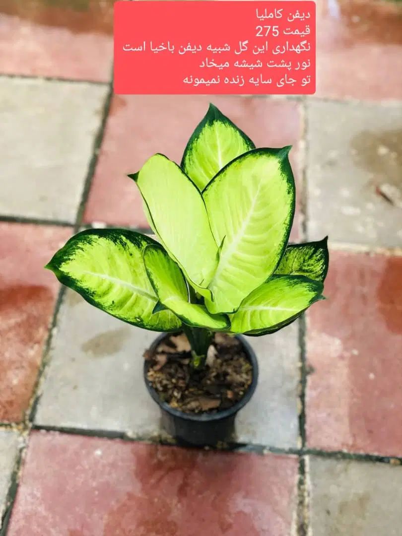 گل بابا آدم|گل و گیاه طبیعی|کرج, نوروزآباد|دیوار