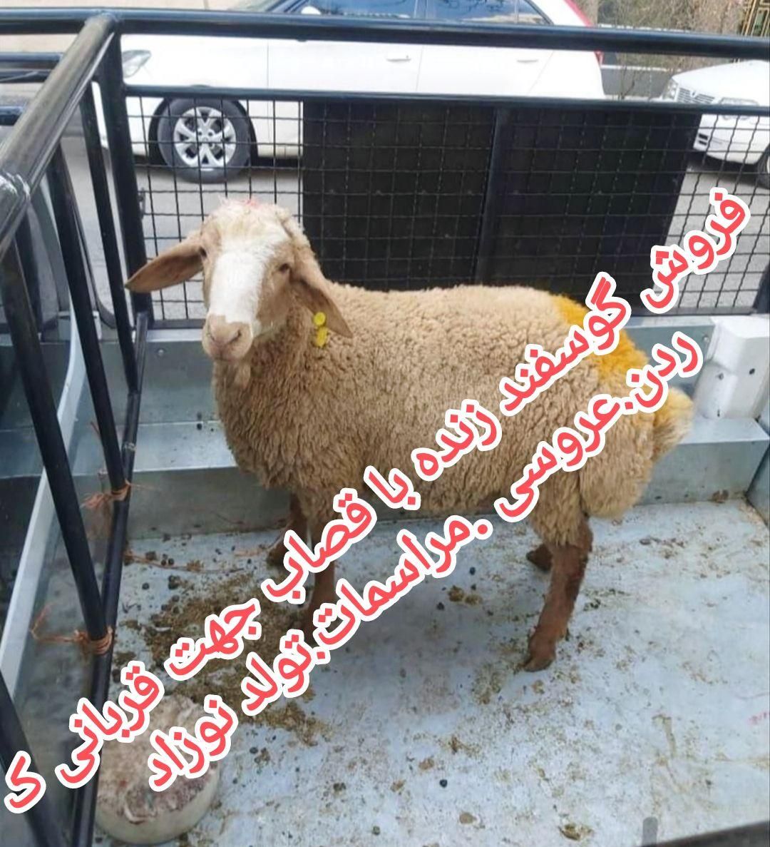 دام وبره نارمک ،رسالت هروی ،هفت تیر،عباس آباد،زنده|حیوانات مزرعه|تهران, عباس‌آباد|دیوار