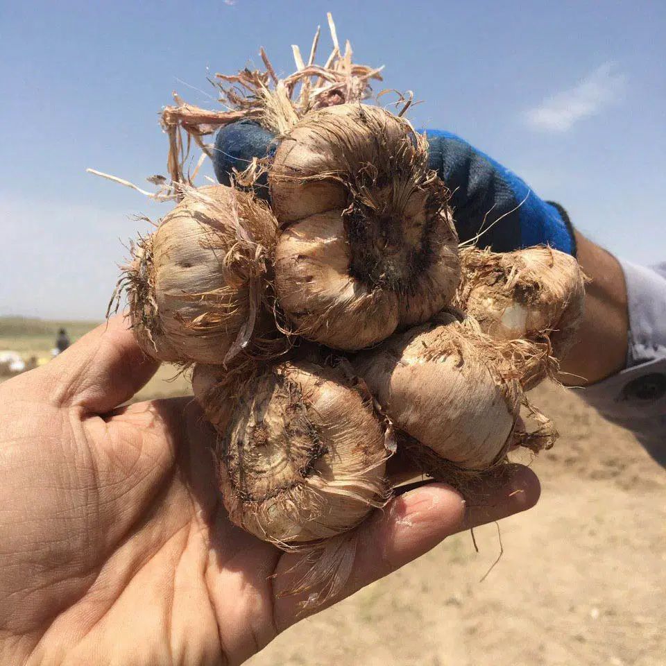 پیاز زعفران ، سورت شده ،بدون خاک ،گلخانه ای،بنه|عمده‌فروشی|اصفهان, امامزاده اسماعیل|دیوار