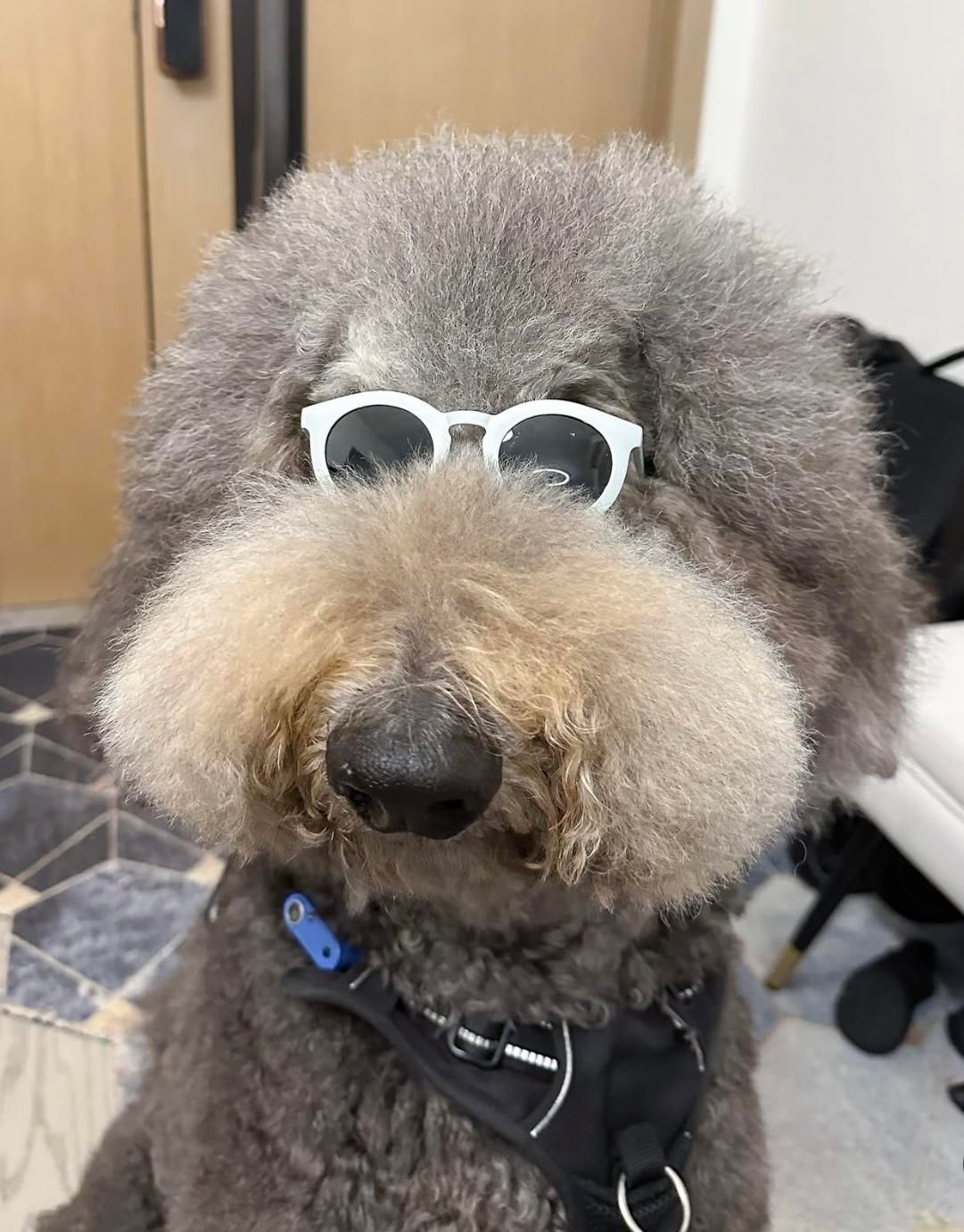 توله پودل استاندارد با رنگ کمیاب نقره ای-بلو|سگ|شیراز, پارک آزادی|دیوار