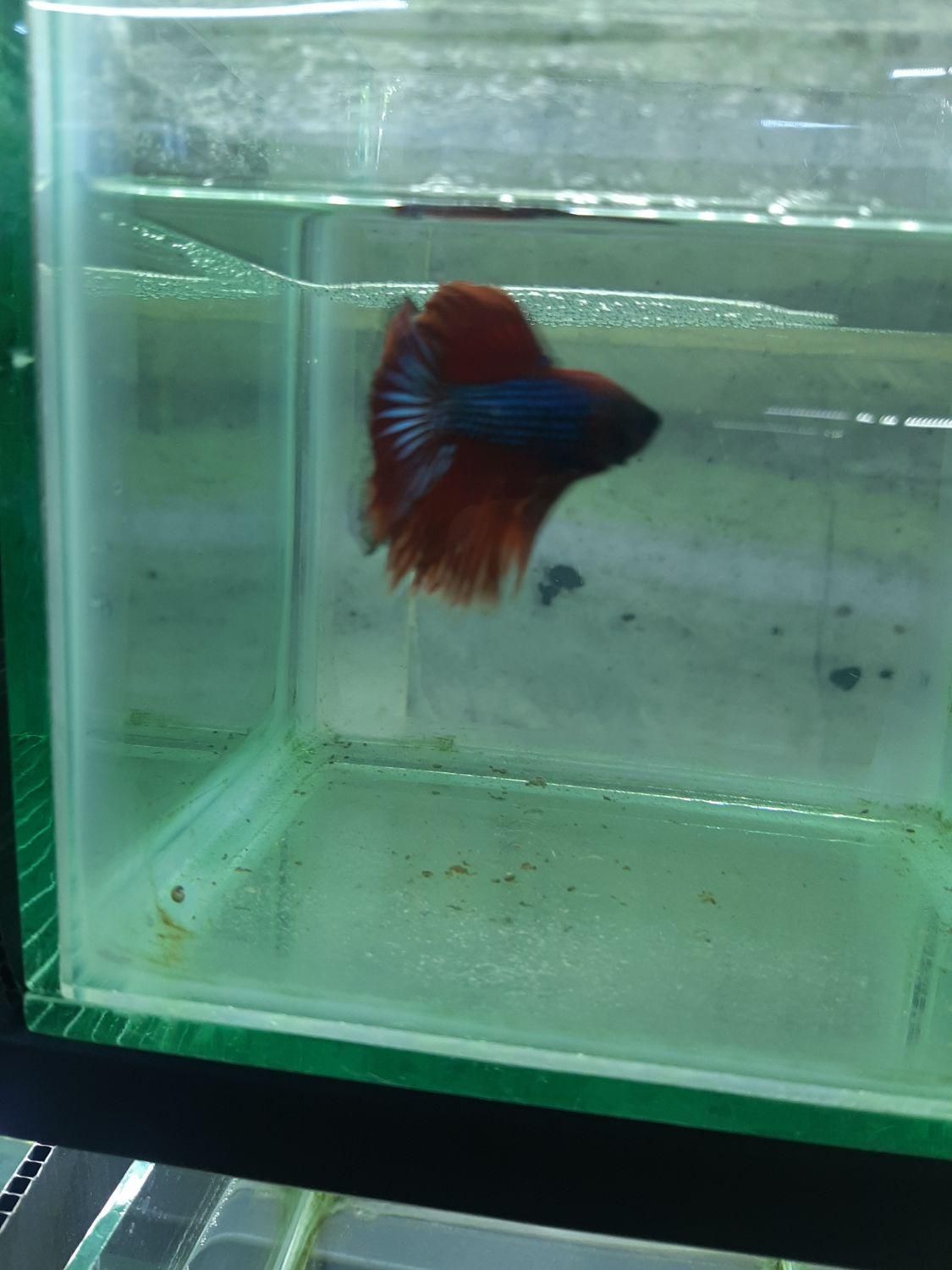 فروشگاه ماهی فایتر|ماهی|اصفهان, هفتون|دیوار