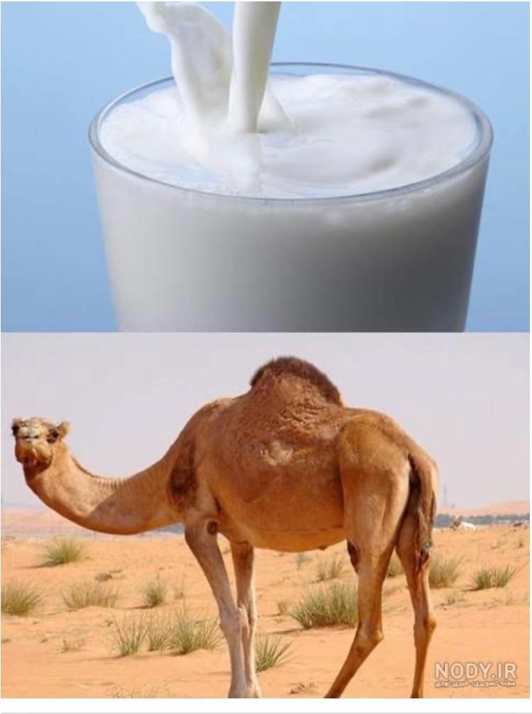 شیر شتر|خوردنی و آشامیدنی|قم, کلهری|دیوار