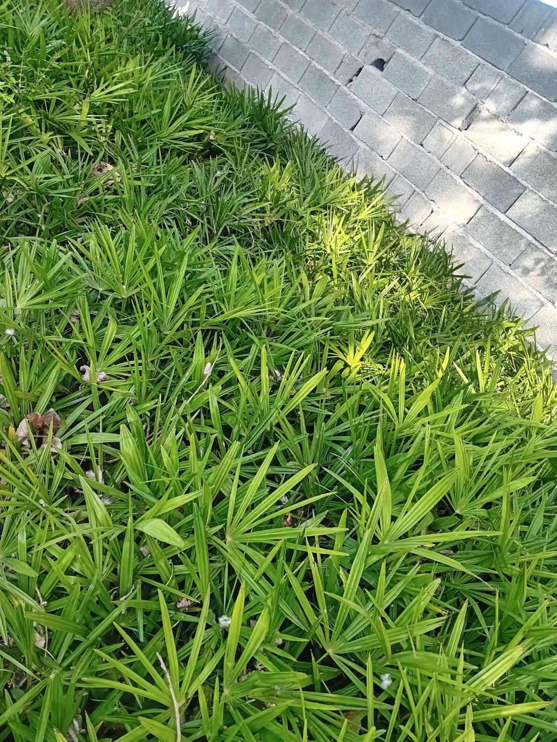 پالم لاتانیا ریشه پرس|گل و گیاه طبیعی|رامسر, |دیوار