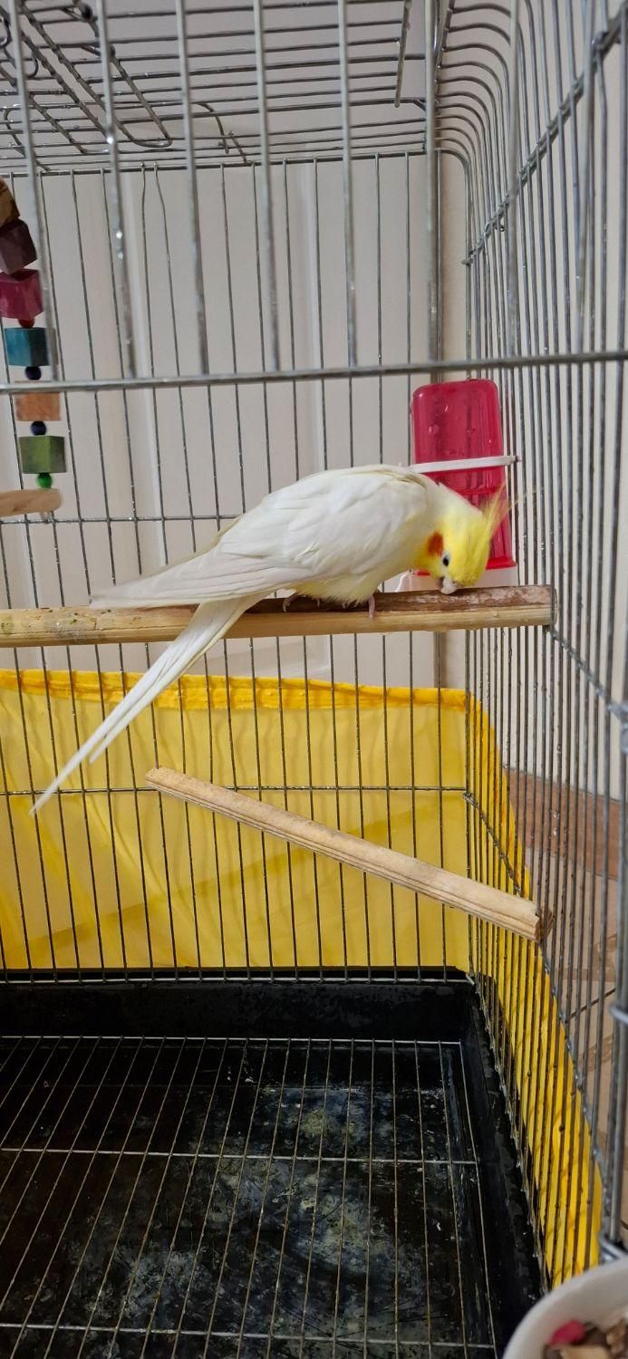 عروس هلندی|پرنده|فردیس, منظریه|دیوار