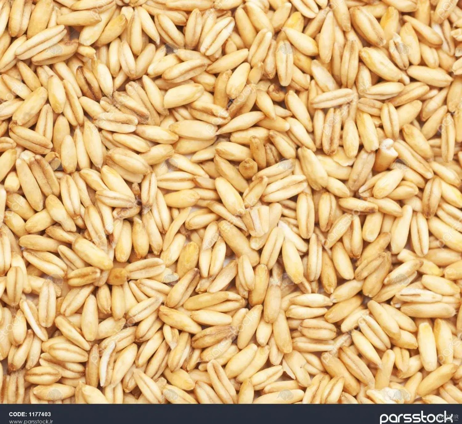 فروش گندم بوجاری شده به قیمت کیلویی ۳۰.۰۰۰ تومان|خدمات باغبانی و درختکاری|ازنا, |دیوار