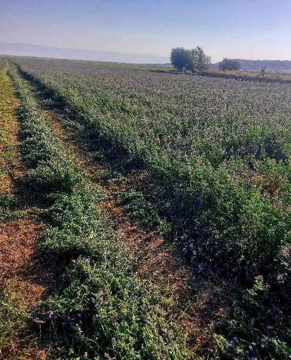فروش زمین ۱۵ هکتار در بلهرات میانجلگه روستای ذمه|فروش زمین و ملک کلنگی|نیشابور, خیام|دیوار