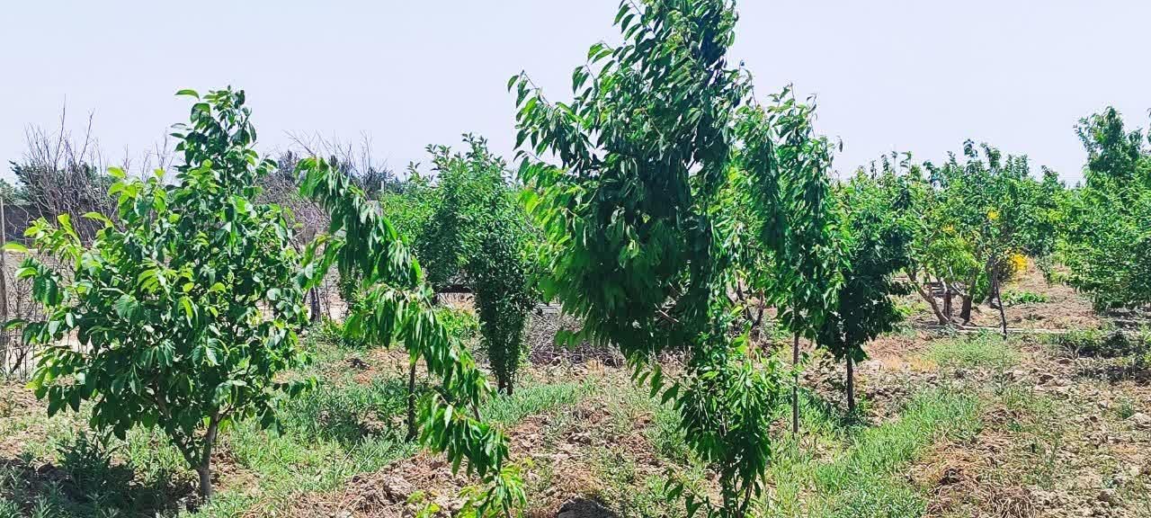 باغچه ۷۰۰متری با درختان مثمر (تنکمان)|فروش زمین و ملک کلنگی|کرج, کوی کارمندان جنوبی|دیوار