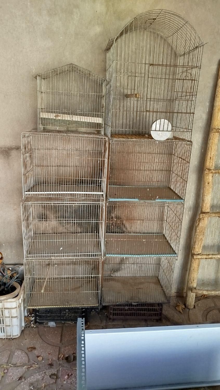 قفس پرنده|لوازم جانبی حیوانات|سنقر, |دیوار