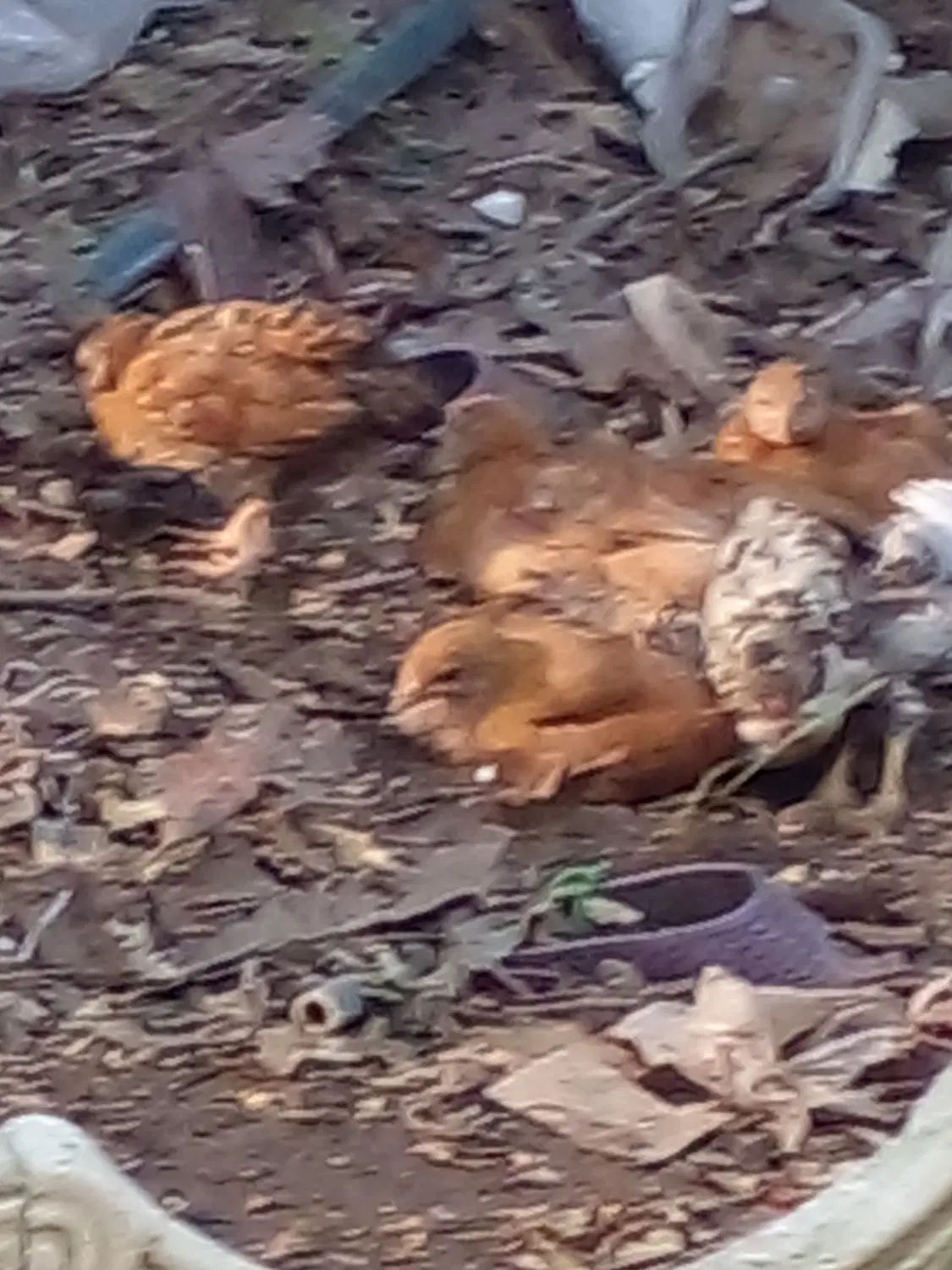 جوجه محلی سه هفته ای|حیوانات مزرعه|رشت, پیرکلاچای|دیوار