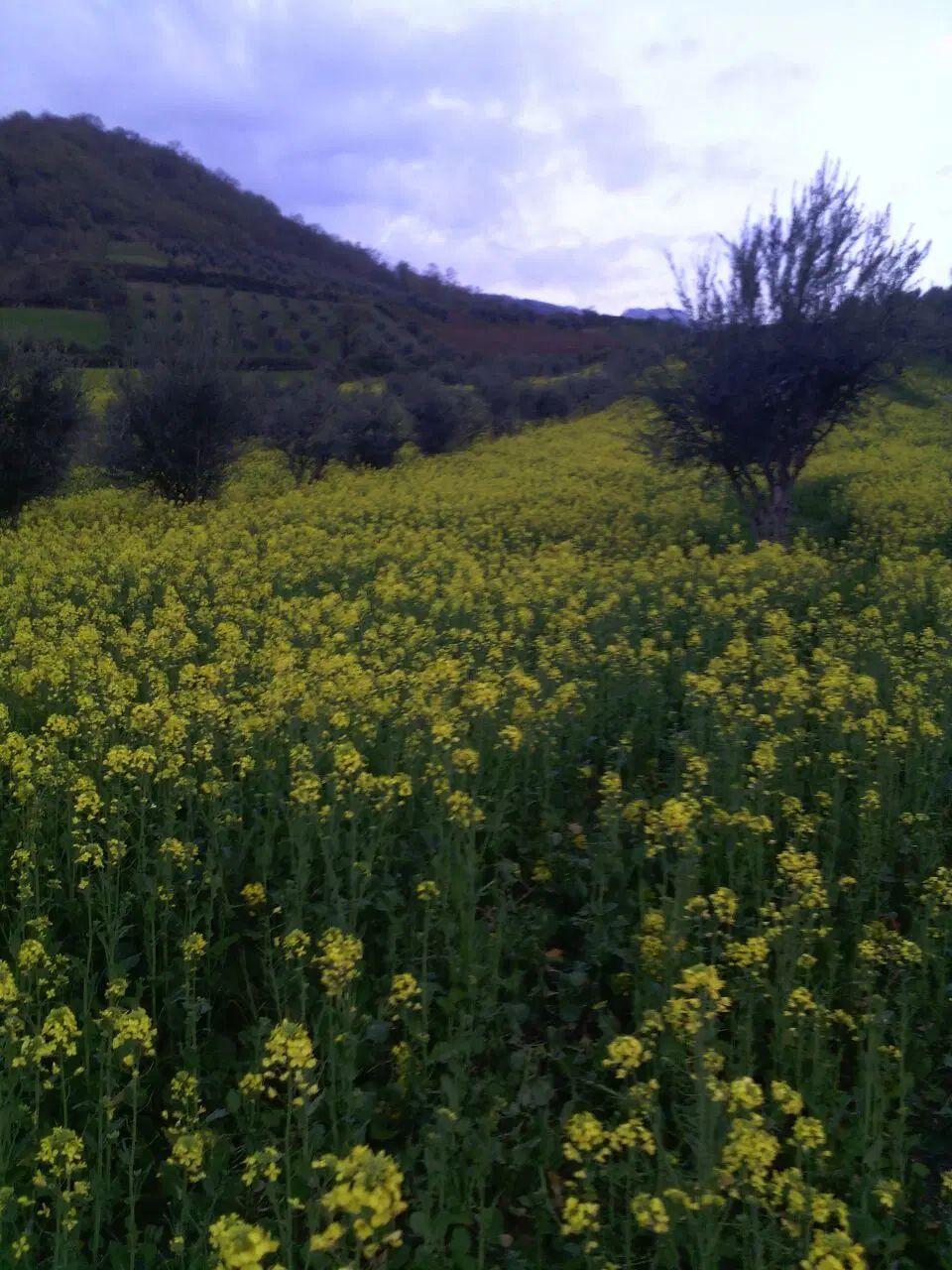 زمین کشاورزی روستای مرزبن قابل معاوضه آپارتمان|فروش دفتر صنعتی، کشاورزی، تجاری|گنبد کاووس, |دیوار