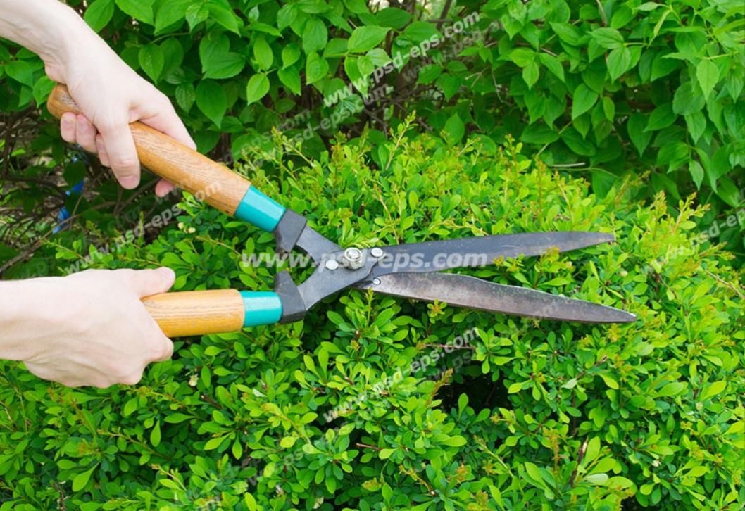 باغبانی هرس گلکاری کود دهی سمپاشی شخم زدن باغبان|خدمات باغبانی و درختکاری|رامسر, |دیوار