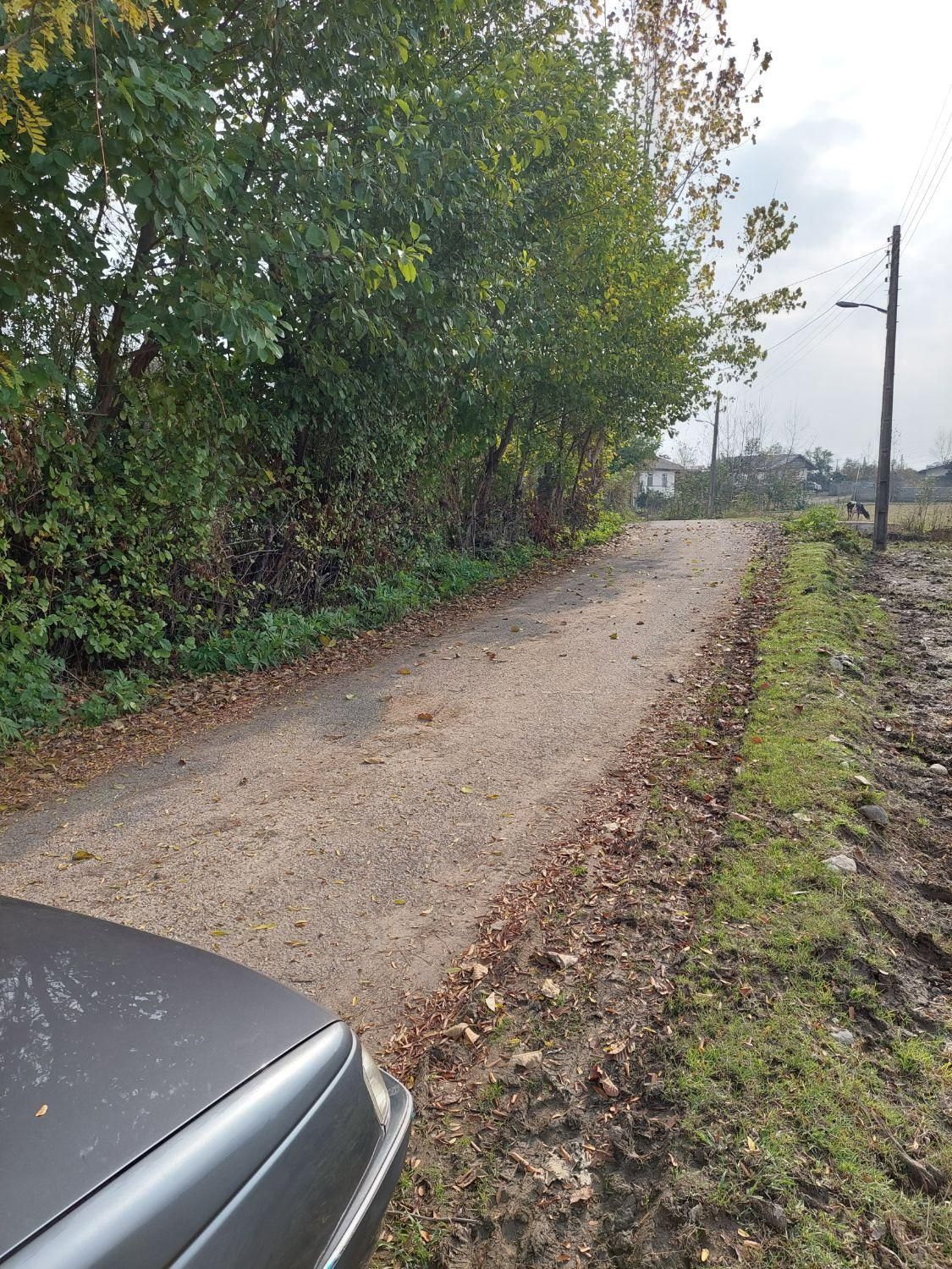 فروش زمین کشاورزی برای کاشت کیوی|فروش زمین و ملک کلنگی|تالش, جوکندان|دیوار