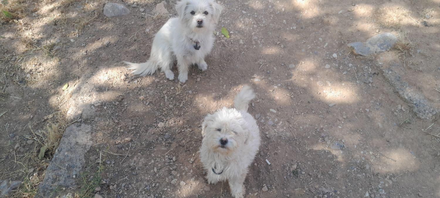 فروش دو عدد پاپی یکی شیبابا یکی شیتزو|سگ|بابا حیدر, |دیوار