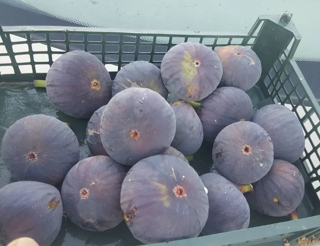 فروش باغ شهر ۲۰۰۰متری جاده داریون مجتمع صبا|فروش زمین و ملک کلنگی|شیراز, داریون|دیوار