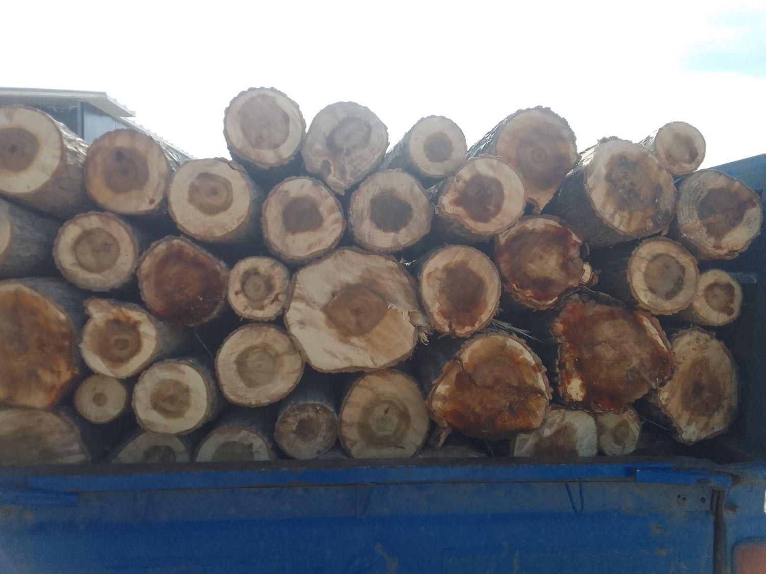 خریددرخت خریدچوب برش چوب خریدچوب کهنه وهرس|خدمات باغبانی و درختکاری|تبریز, |دیوار