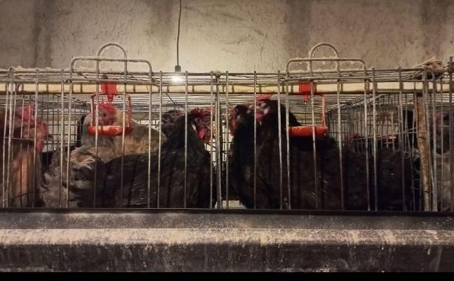 مرغ رسمی مشکی و رنگی|حیوانات مزرعه|قم, هنرستان|دیوار