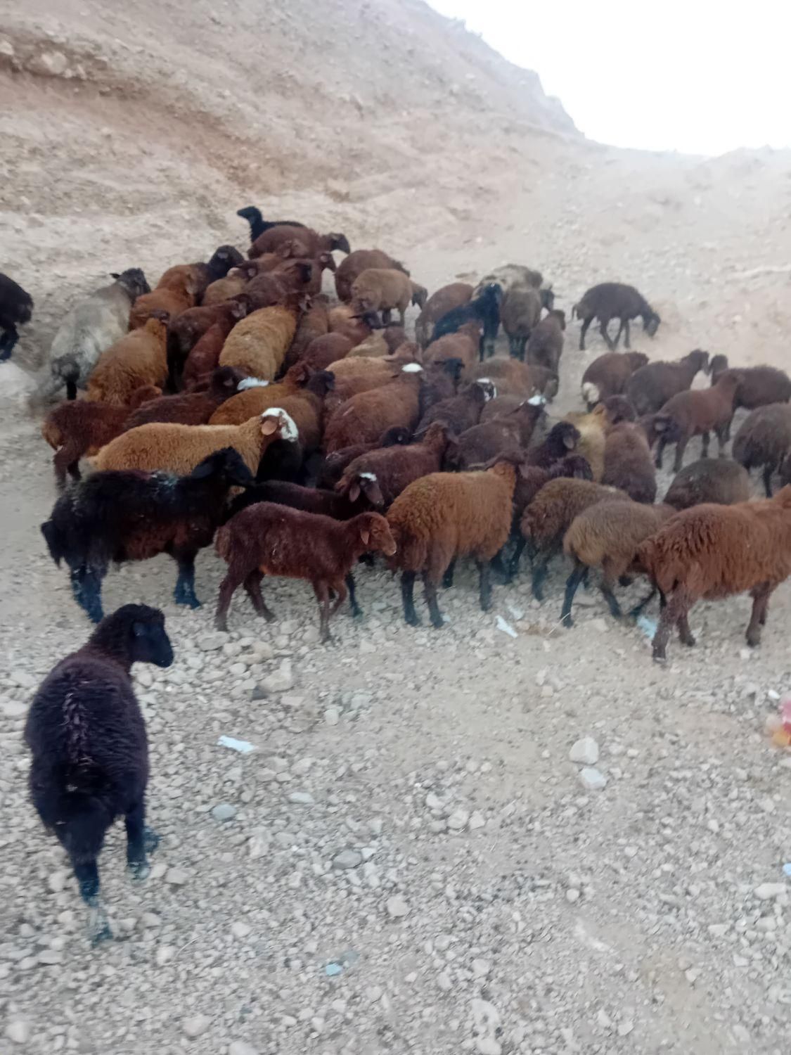 بره نر|عمده‌فروشی|چناران, |دیوار