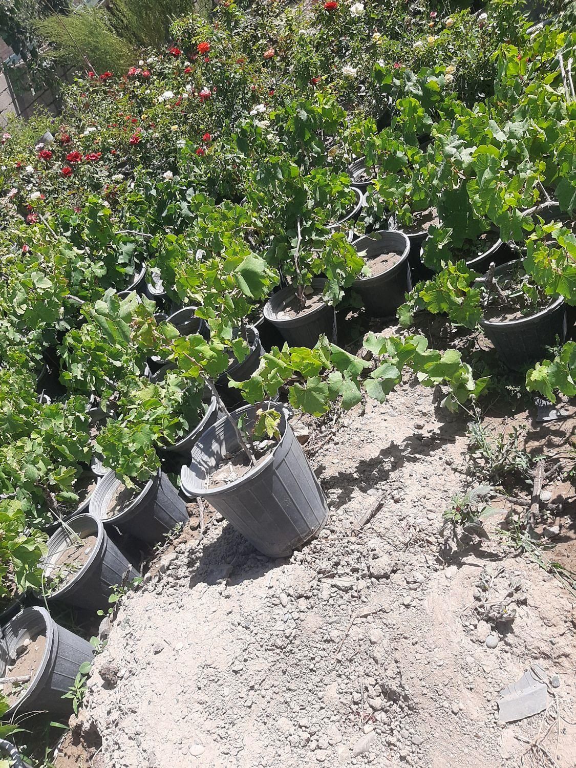 نهال و درخت انگور|خدمات باغبانی و درختکاری|فلاورجان, |دیوار