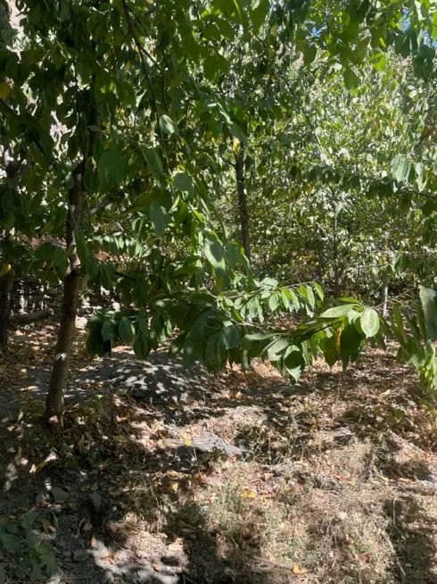 باغ روستای ازغد طرقبه|فروش زمین و ملک کلنگی|مشهد, آزادشهر|دیوار