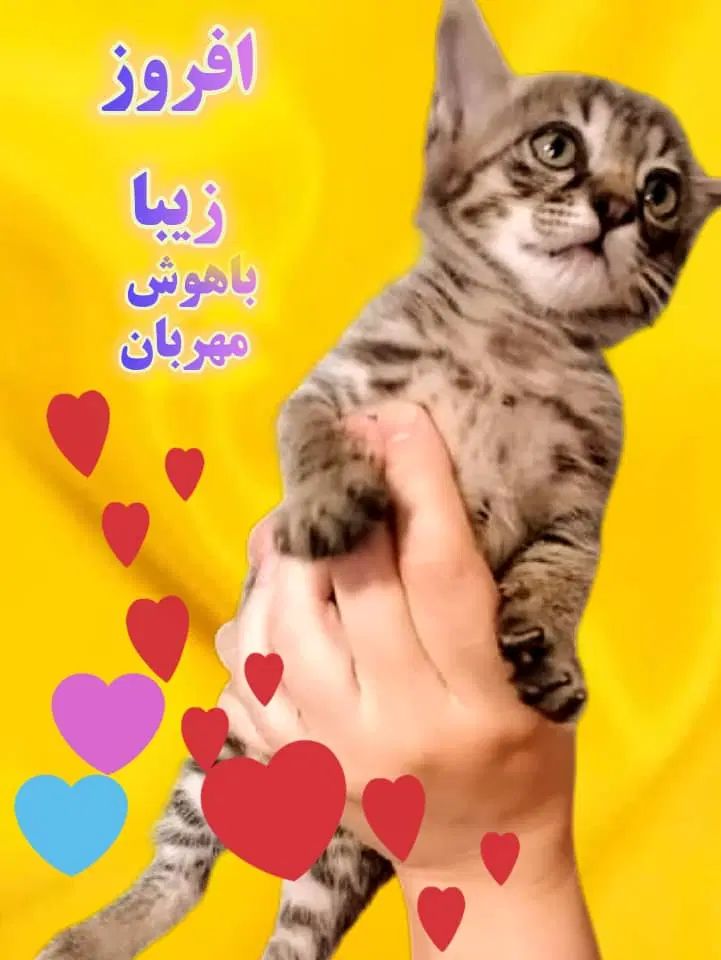 واگذاری بچه گربه زیبا به شخص مهربان و مسیولیت پذیر|گربه|تهران, باغ فیض|دیوار