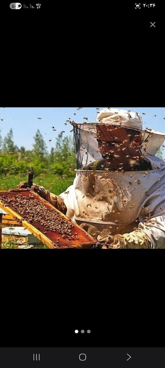 عسل کردستان|خوردنی و آشامیدنی|تهران, چهارصد دستگاه|دیوار
