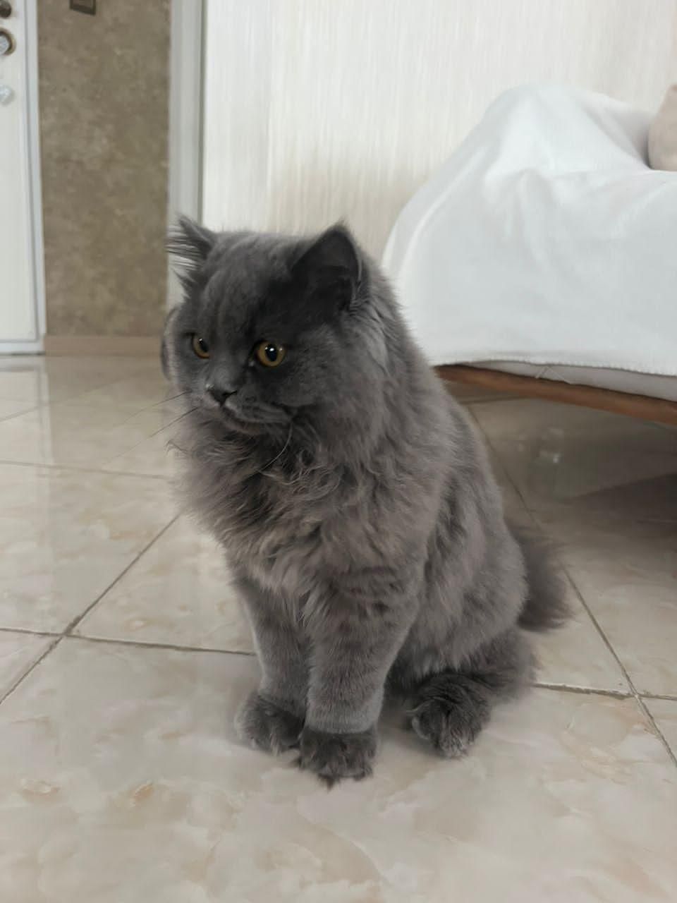 گربه نژاد بریتیش اصیل و آرام|گربه|نوشهر, |دیوار