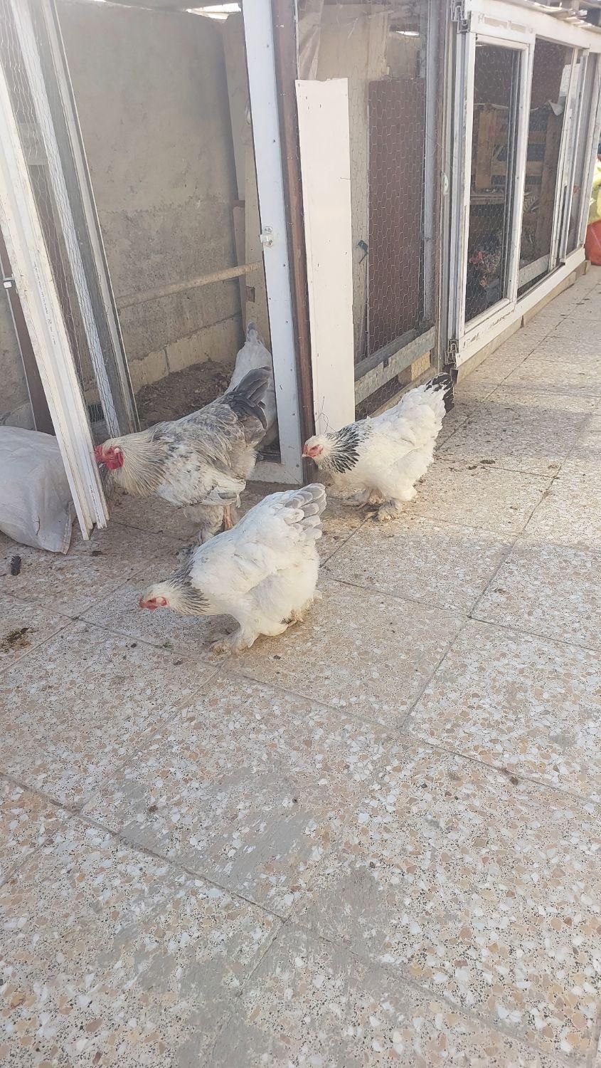 تخم مرغ نطفه دار برهما|پرنده|اندیشه, اندیشه فاز ۵|دیوار