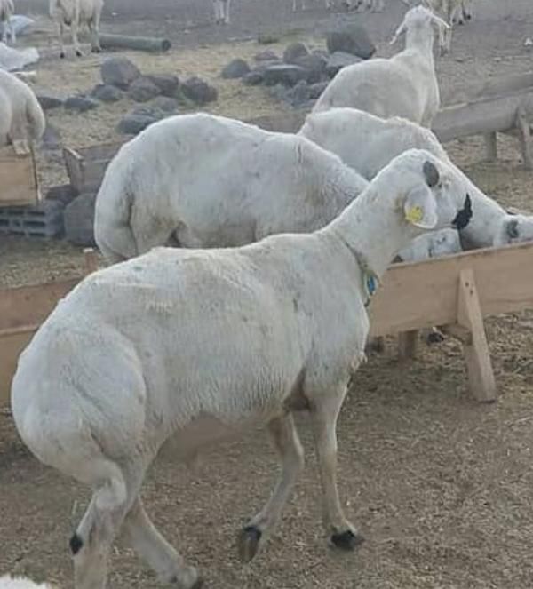 کل مناطق کرج گوسفند زنده بهداشتی گوشتی در محل|حیوانات مزرعه|کرج, شهرک یاس جنوبی|دیوار