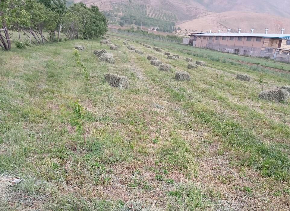 ۱۸۰پرس شبدر و گنرنگال قاطی روستای قاضی اباد|لوازم جانبی حیوانات|ازنا, |دیوار