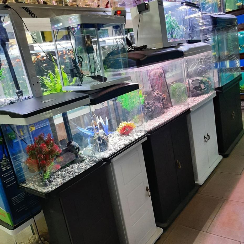 آکواریوم آبتین با ۲۵ سال سابقه در شهرک گلستان|ماهی|شیراز, شهرک گلستان|دیوار