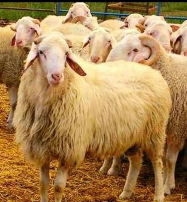 گوسفند زنده ارگانیک ب شرط نصف گوشتی|حیوانات مزرعه|مشهد, نوید|دیوار