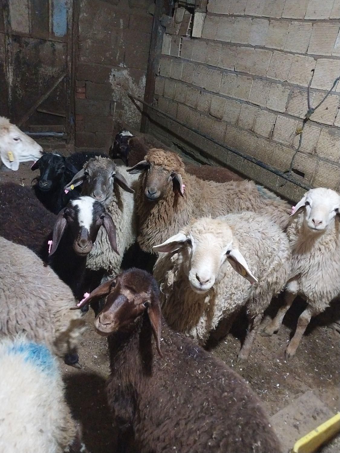 سلام فروش گوسفند وگوسالله زنده بهداشتی بدونه واسطه|حیوانات مزرعه|تهران, جنت‌آباد مرکزی|دیوار