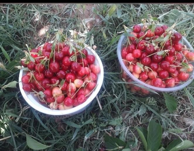 فروش باغ 1000 متری دورود لرستان|فروش زمین و ملک کلنگی|دورود, |دیوار