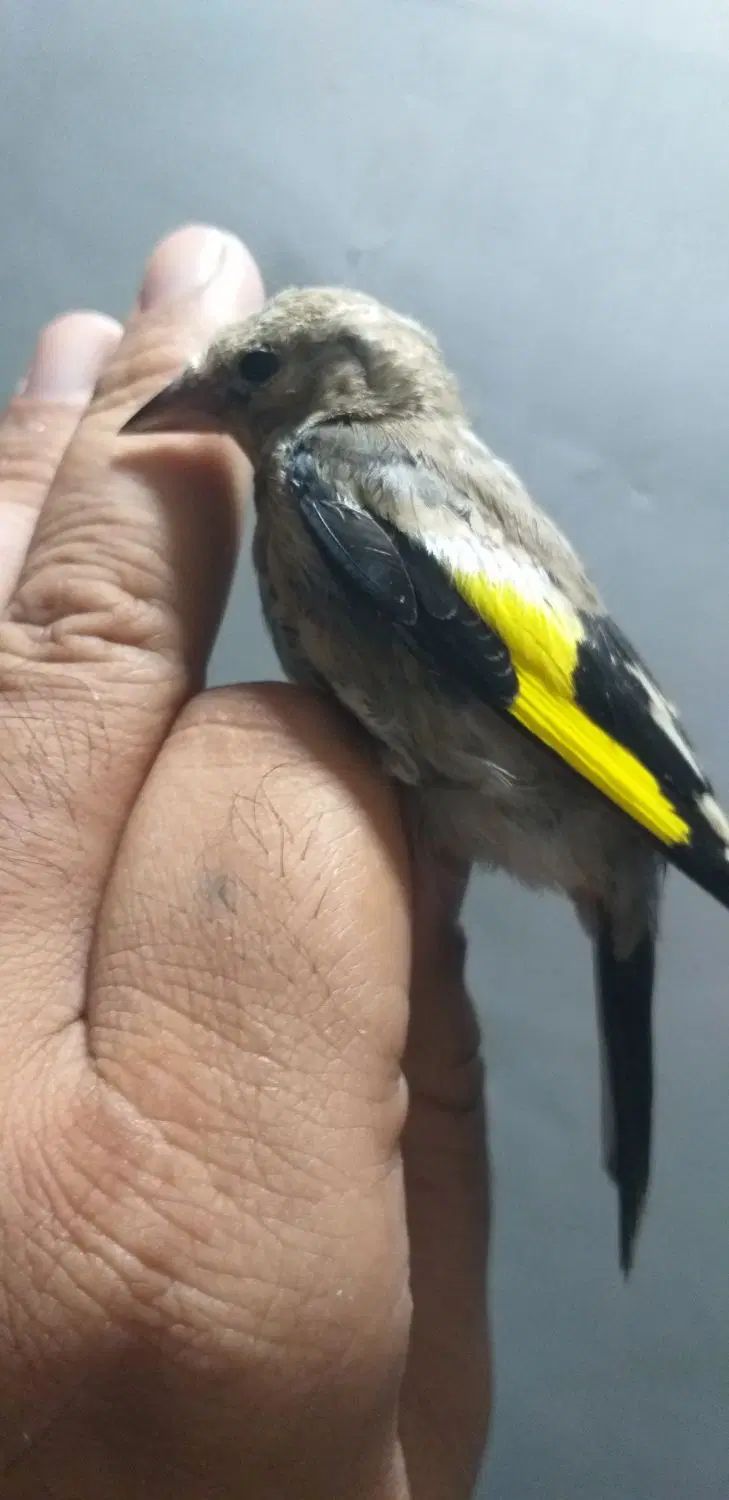 سهره جوجه سهره رسمی و سهره دورگ و گلبسر|پرنده|تهران, دولتخواه شمالی|دیوار