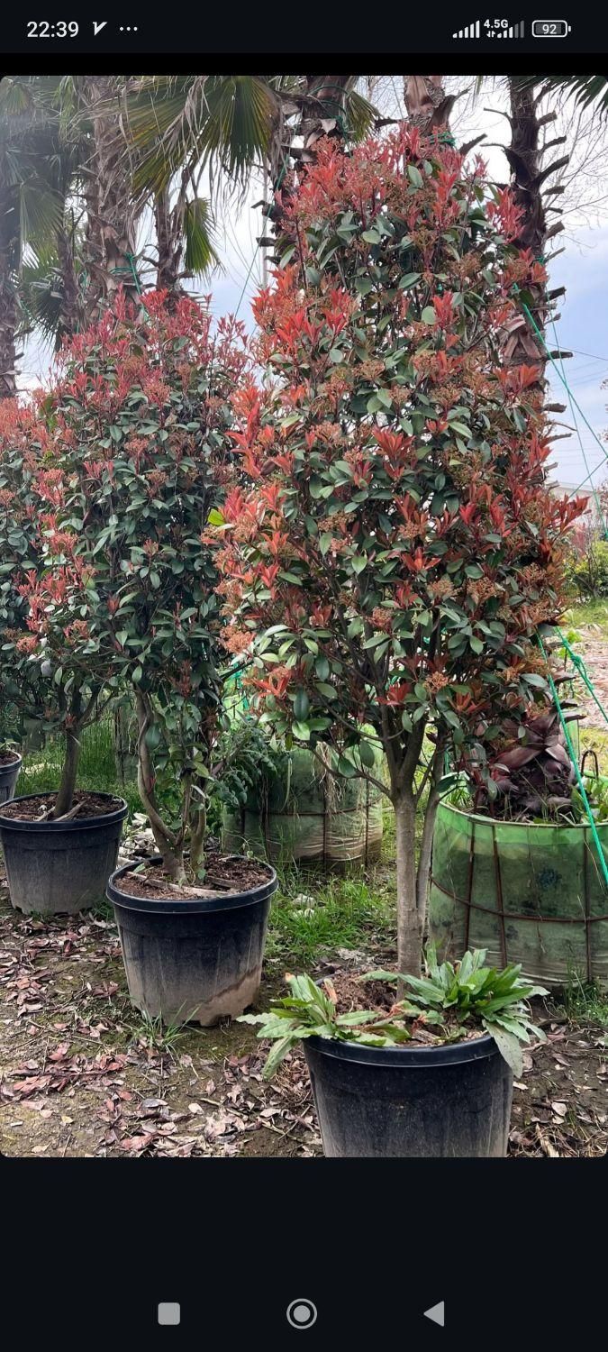 فروش انواع گل و گیاه آپارتمانی و بیرونی|گل و گیاه طبیعی|تنکابن, |دیوار