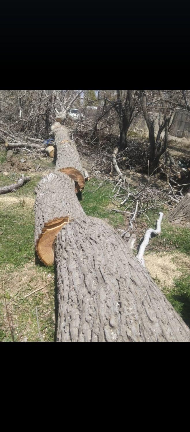 خرید انواع چوب باغی با قیمت مناسب|خدمات باغبانی و درختکاری|بافت, |دیوار