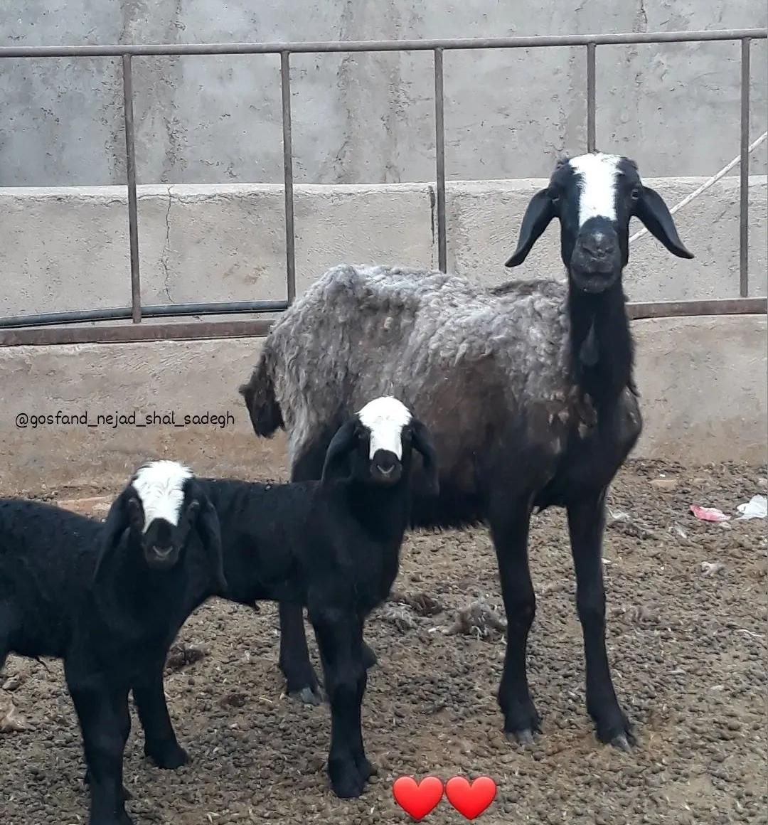 ارسال از شهـر شال میش hfero گوسفند چنـد ژن بره|حیوانات مزرعه|ساری, |دیوار