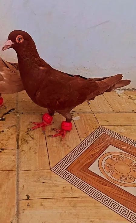کبوتر سرخ زرد|پرنده|مشهد, کوی دروی|دیوار