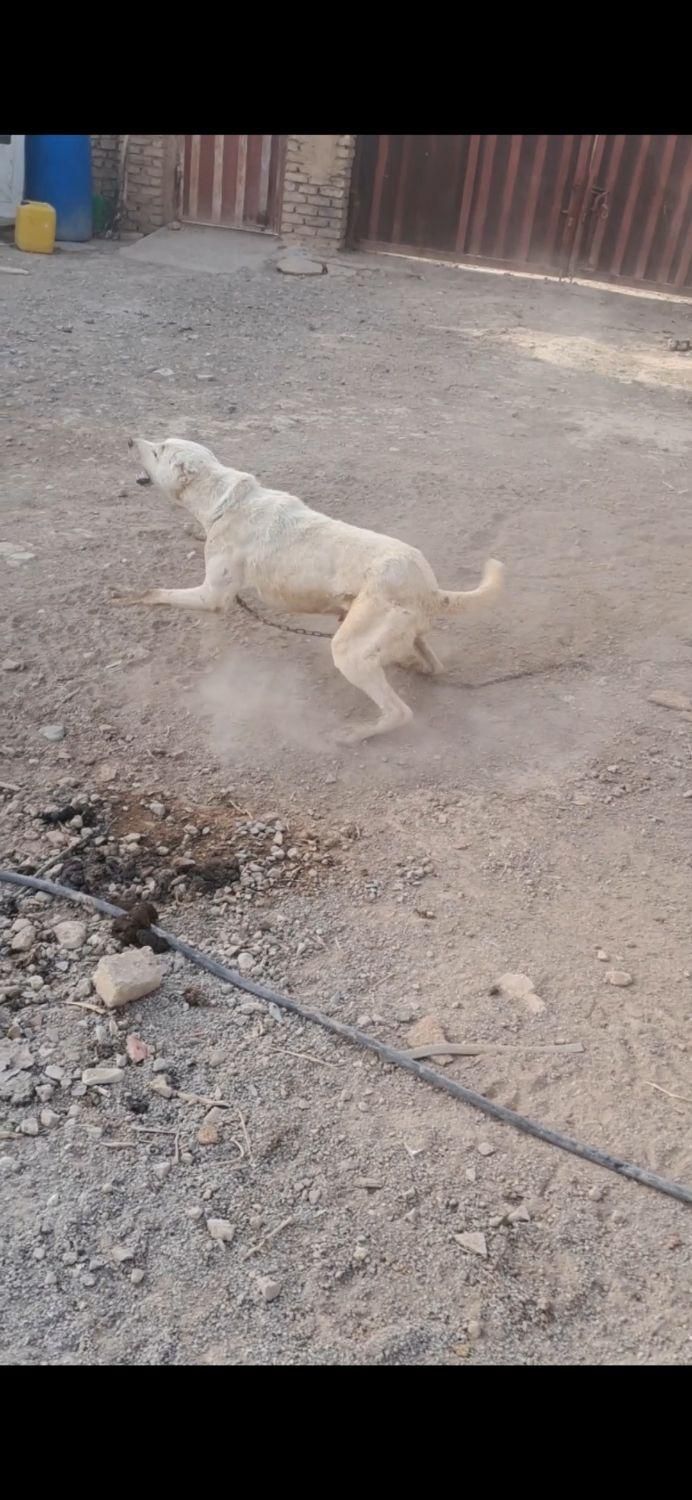 سگ نگهبان|سگ|جوادآباد, |دیوار