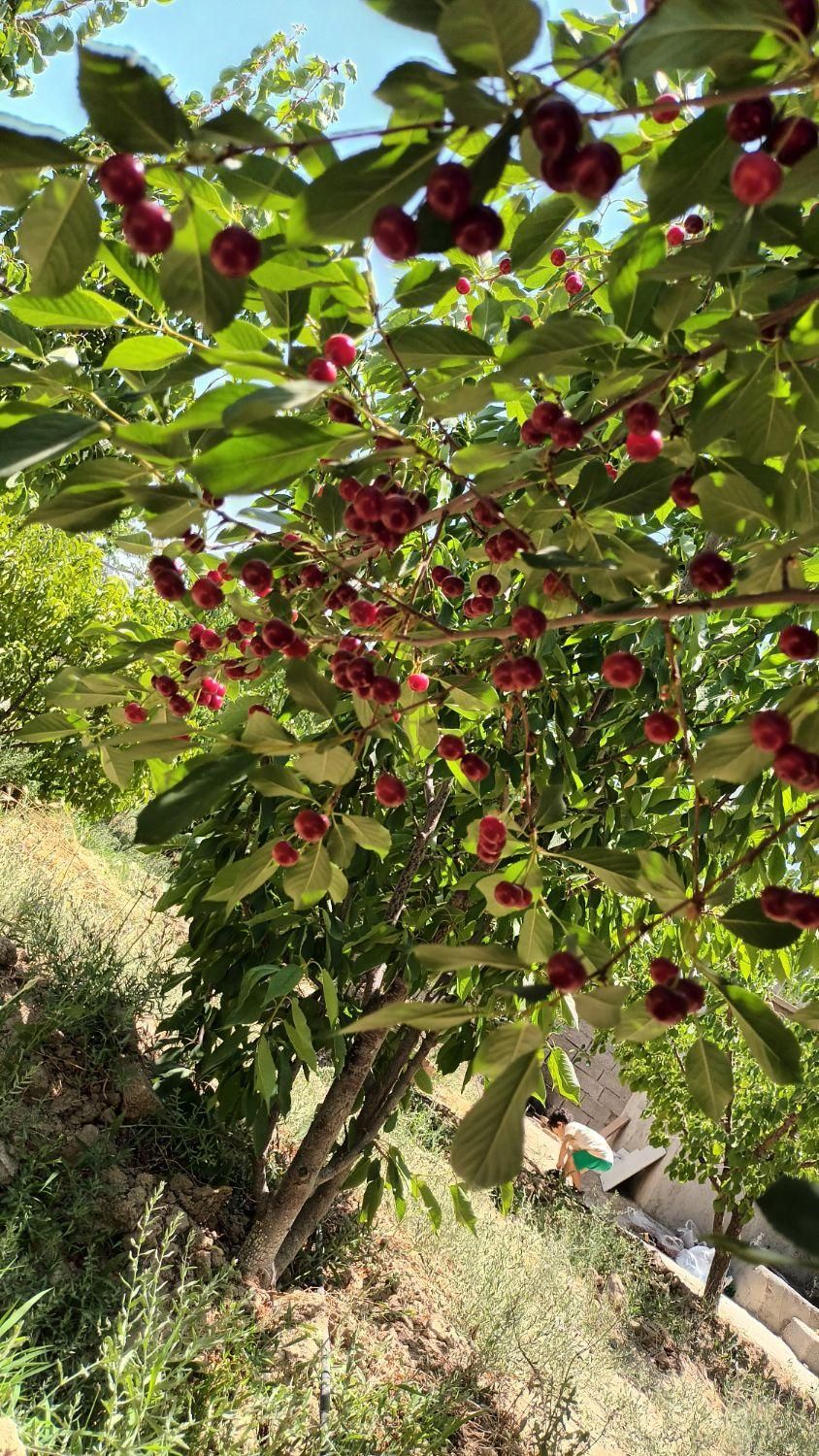 فروش باغچه ۷۰۰ متری|فروش زمین و ملک کلنگی|تهران, باغ فیض|دیوار