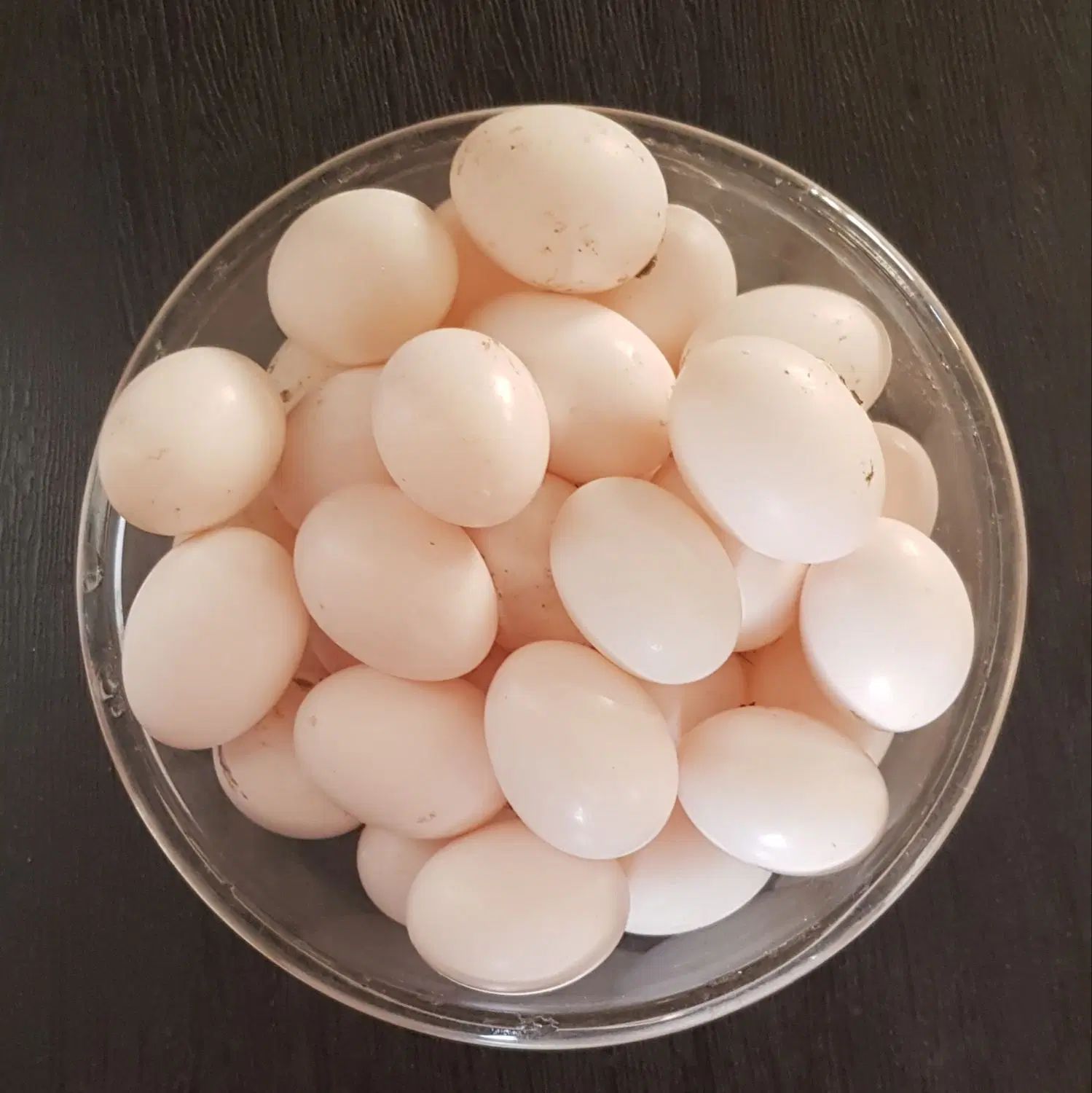 تخم کبوتر|خوردنی و آشامیدنی|اصفهان, باتون|دیوار