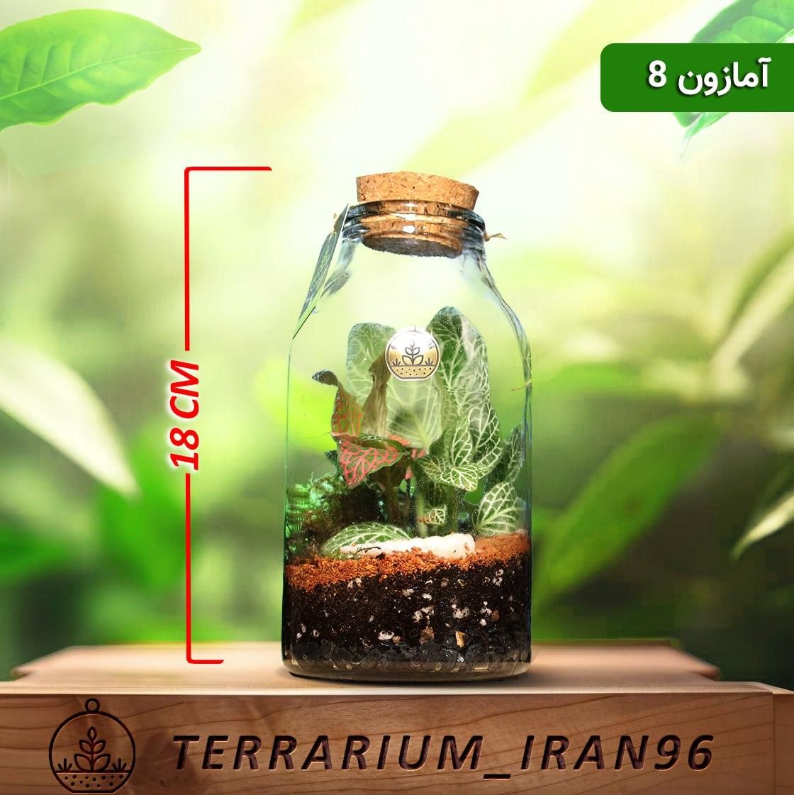 تراریوم|گل و گیاه طبیعی|تهران, کرمان|دیوار
